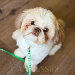 Baker - Shih Tzu