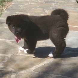 Akita Puppies from Folklore Akitas