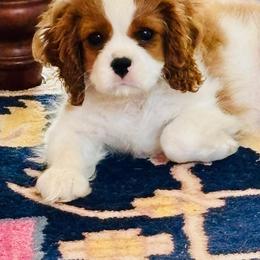 Cavalier King Charles Spaniel Puppies from Farmhouse Cavaliers NC
