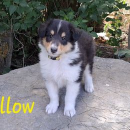 Yellow - Black white and tan female Collie puppy in Kalispell, Montana from Boorman Mountain Kennel