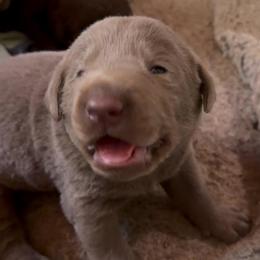 Bullet - Chocolate male Labrador Retriever puppy in Grants Pass, Oregon from KnR Antler Dogs