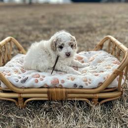 John Lennon - Parti male Poodle puppy in Dunn, North Carolina from Sandy Creek Kennels