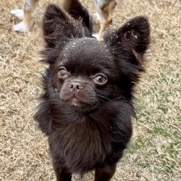 Kenny - Chihuahua