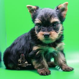 Yorkshire Terrier Puppies from Essence of Grace Yorkies