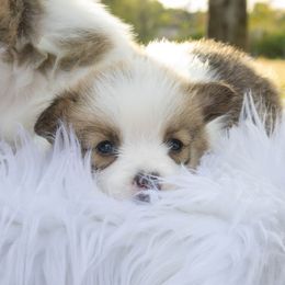 Oliver - White and red male Pembroke Welsh Corgi puppy in New Douglas, Illinois from Millerbaughs Country Corgis