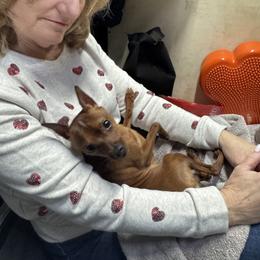 Miniature Pinscher All Grown Up from Kimro Miniature Pinschers