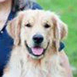 Australian Shepherds and Golden Retrievers from Masterful Dog Training