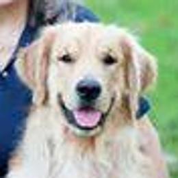 Australian Shepherds and Golden Retrievers from Masterful Dog Training