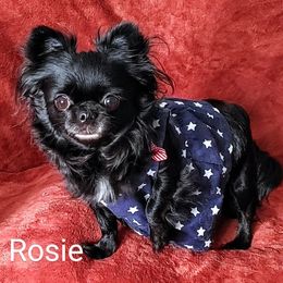 Rosie - Chihuahua
