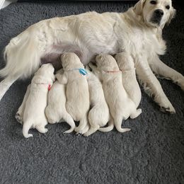 Golden Retriever Puppies from Fortunes Golden Retriever