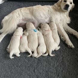 Golden Retriever Puppies from Fortunes Golden Retriever