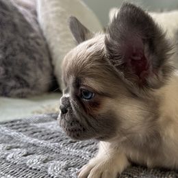 French Bulldogs from Mystical French Bulldogs