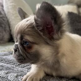 French Bulldogs from Mystical French Bulldogs