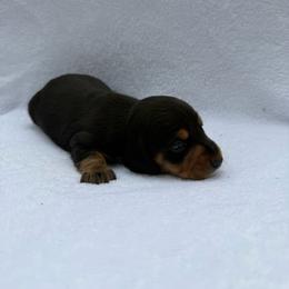 Boy 1 - Black and tan male Dachshund puppy in Stilwell, Oklahoma from Johnson Dachshund’s