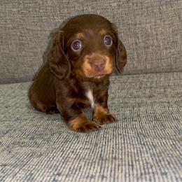 Hershey (full rights available) - Piebald male Dachshund puppy in Gainesville, Texas from Diamond B Doxies