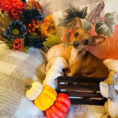 Chia - Prague Ratter