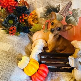 Chia - Prague Ratter