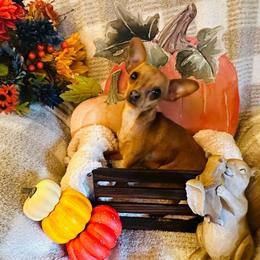 Chia - Prague Ratter