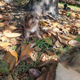 Small mini Denali - Brown merle female Aussiedoodle puppy in Doerun, Georgia from Twig & Tail Puppies