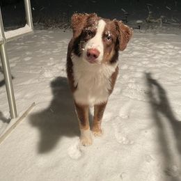 Australian Shepherd All Grown Up from Safe Haven Aussies