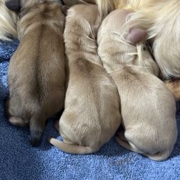 Dachshund Puppies from Hillside Hounds