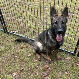 Surge - Sable male German Shepherd puppy in Wellington, Georgia from Altvater German Shepherds