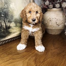 Summit - Red  male Goldendoodle puppy in Georgia from Mother of Golden Doodles