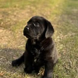 Pink Collar - Black female Labrador Retriever puppy in Davidsonville, Maryland from Freedom Ranch Labs