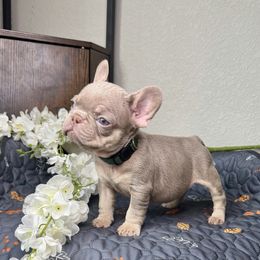 Skye (green collar) - Tricolors female French Bulldog puppy in Colorado Springs, Colorado from Sun Mountain Frenchies