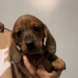 Dachshund Puppies from Hashtag Minis