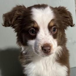 Girl 2 - Red tri Miniature Australian Shepherd puppy in Hokes Bluff, Alabama from Alegria Toy Aussies