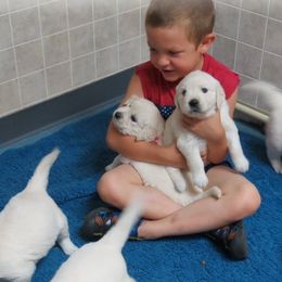 Golden Retrievers from Hearts of Gold Retrievers LLC