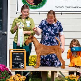 Belle - Irish Terrier