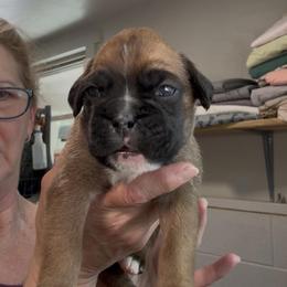 Maverick - Fawn male Boxer puppy in Taft, Tennessee from Hillbillie Boxers