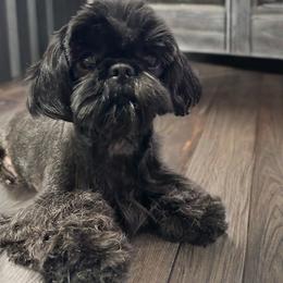 Amy - Shih Tzu