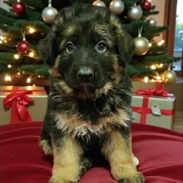 Miss Red - Black and red female German Shepherd puppy in Newaygo, Michigan from Sterley Shepherds