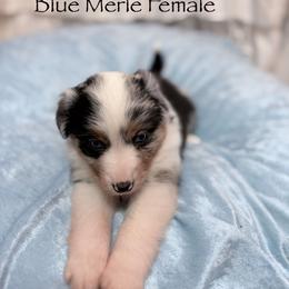 Nisqually (Nissa) - Blue merle female Miniature American Shepherd puppy in Olympia, Washington from Shamayim Shepherds
