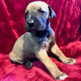 Dozer - Fawn male Great Dane puppy in Jerusalem, Arkansas from Mara Danes
