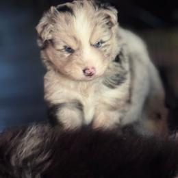 Johnny cash - Merle male Pomsky puppy in Sturgis, Kentucky from Furever Pomskies