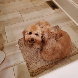 Goldendoodle All Grown Up from Kaosfarm Goldendoodles