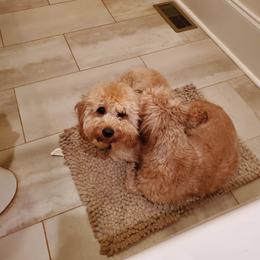 Goldendoodle All Grown Up from Kaosfarm Goldendoodles