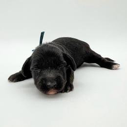 Buzz (AKC solid black) - Black male Dachshund puppy in Waddell, Arizona from Neu Doxies