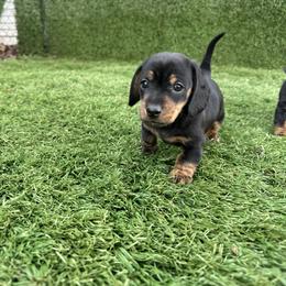Black and Tan Boy - Black and tan male Dachshund puppy in Newark, Ohio from Freyja’s Legacy Dachshunds