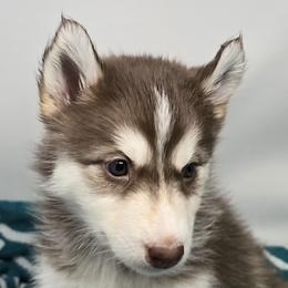 Kairi - Red and white female Siberian Husky puppy in Kansas City, Missouri from Anuun's Huskies