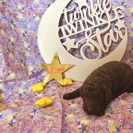 Boy 3 - Poodle puppy in Alaska from Nord Kennel