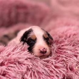 Basil AKC - Blue merle male Australian Shepherd puppy in Orlando, Florida from Skaky Shepherds