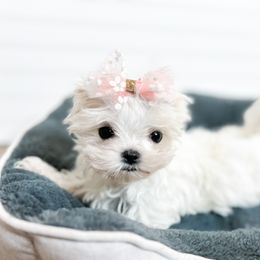 Penny - White Maltese puppy in Tampa, Florida from Petite Pawz