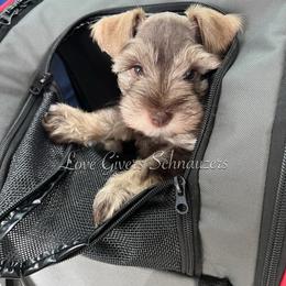 Miniature Schnauzer Puppies from Love Giver Schnauzers