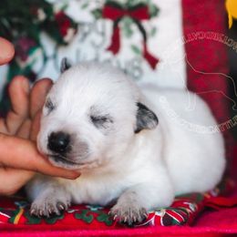 Nicodemus (ASDR) - Blue speckled male Australian Cattle Dog puppy in Marana, Arizona from Impact 3rd Australian Cattle Dogs