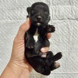 Male 2 - Black male Havapoo puppy in Brooksville, Florida from Kruger Doodles